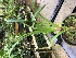  (Phragmipedium hirtzii - ORDNA00444)  @11 [ ] Copyright (2019) Unspecified Atlanta Botanical Garden