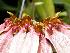  (Bulbophyllum weberi - ORDNA00355)  @11 [ ] Copyright (2019) Unspecified Atlanta Botanical Garden