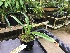  (Phragmipedium wallisii - ORDNA00443)  @11 [ ] Copyright (2019) Unspecified Atlanta Botanical Garden