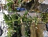  (Robiquetia cerina - ORDNA00378)  @11 [ ] Copyright (2019) Unspecified Atlanta Botanical Garden