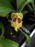  (Anguloa cliftonii - ORDNA00386)  @11 [ ] Copyright (2019) Unspecified Atlanta Botanical Garden