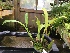  (Brassia pumila - ORDNA00394)  @11 [ ] Copyright (2019) Unspecified Atlanta Botanical Garden