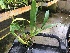  (Oncidium powellii - ORDNA00402)  @11 [ ] Copyright (2019) Unspecified Atlanta Botanical Garden