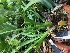  (Cymbidiella pardalina - ORDNA00426)  @11 [ ] Copyright (2019) Unspecified Atlanta Botanical Garden