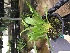  (Aeranthes antennophora - ORDNA00434)  @11 [ ] Copyright (2019) Unspecified Atlanta Botanical Garden