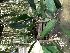  (Bulbophyllum baileyi - ORDNA00369)  @11 [ ] Copyright (2019) Unspecified Atlanta Botanical Garden