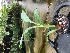  (Anguloa uniflora - ORDNA00377)  @11 [ ] Copyright (2019) Unspecified Atlanta Botanical Garden