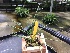  (Jumellea teretifolia - ORDNA00425)  @11 [ ] Copyright (2019) Unspecified Atlanta Botanical Garden