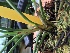  (Jumellea teretifolia - ORDNA00425)  @11 [ ] Copyright (2019) Unspecified Atlanta Botanical Garden