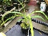  (Phragmipedium longifolium - ORDNA00441)  @11 [ ] Copyright (2019) Unspecified Atlanta Botanical Garden