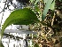  (Bulbophyllum foetidum - ORDNA00368)  @11 [ ] Copyright (2019) Unspecified Atlanta Botanical Garden