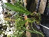  (Oncidium aurarium - ORDNA00400)  @11 [ ] Copyright (2019) Unspecified Atlanta Botanical Garden