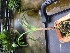  (Angraecum protensum - ORDNA00424)  @11 [ ] Copyright (2019) Unspecified Atlanta Botanical Garden