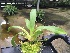  (Aeranthes ramosa - ORDNA00432)  @11 [ ] Copyright (2019) Unspecified Atlanta Botanical Garden