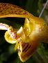  (Bulbophyllum dearei - ORDNA00350)  @11 [ ] Copyright (2019) Unspecified Atlanta Botanical Garden