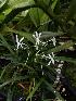  (Neofinetia falcata - ORDNA00383)  @11 [ ] Copyright (2019) Unspecified Atlanta Botanical Garden