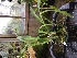  (Brassia signata - ORDNA00391)  @11 [ ] Copyright (2019) Unspecified Atlanta Botanical Garden
