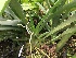  (Jumellea comorensis - ORDNA00415)  @11 [ ] Copyright (2019) Unspecified Atlanta Botanical Garden
