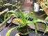  (Phragmipedium exstaminodium - ORDNA00439)  @11 [ ] Copyright (2019) Unspecified Atlanta Botanical Garden