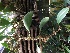  (Bulbophyllum patens - ORDNA00349)  @11 [ ] Copyright (2019) Unspecified Atlanta Botanical Garden