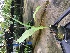  (Anguloa eburnea - ORDNA00382)  @11 [ ] Copyright (2019) Unspecified Atlanta Botanical Garden