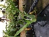  (Oncidium ornithorhynchum - ORDNA00406)  @11 [ ] Copyright (2019) Unspecified Atlanta Botanical Garden