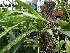  (Eulophiella roempleriana - ORDNA00422)  @11 [ ] Copyright (2019) Unspecified Atlanta Botanical Garden