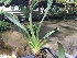  (Jumellea major - ORDNA00430)  @11 [ ] Copyright (2019) Unspecified Atlanta Botanical Garden