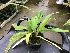  (Phragmipedium fischeri - ORDNA00438)  @11 [ ] Copyright (2019) Unspecified Atlanta Botanical Garden