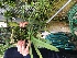  (Gastrochilus bellinus - ORDNA00261)  @11 [ ] Copyright (2019) Unspecified Atlanta Botanical Garden