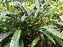 (Huntleya heteroclita - ORDNA00301)  @11 [ ] Copyright (2019) Unspecified Atlanta Botanical Garden