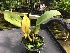  (Trichopilia leucoxantha - ORDNA00307)  @11 [ ] Copyright (2019) Unspecified Atlanta Botanical Garden