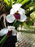  (Pescatoria klabochorum - ORDNA00300)  @11 [ ] Copyright (2019) Unspecified Atlanta Botanical Garden