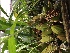  (Coelogyne trinervis - ORDNA00340)  @11 [ ] Copyright (2019) Unspecified Atlanta Botanical Garden