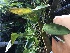  (Specklinia tribuloides - ORDNA00275)  @11 [ ] Copyright (2019) Unspecified Atlanta Botanical Garden