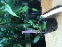  (Pleurothallis suspensa - ORDNA00283)  @11 [ ] Copyright (2019) Unspecified Atlanta Botanical Garden