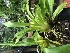  (Pescatoria lehmannii - ORDNA00299)  @11 [ ] Copyright (2019) Unspecified Atlanta Botanical Garden