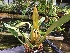  (Trichopilia rostrata - ORDNA00309)  @11 [ ] Copyright (2019) Unspecified Atlanta Botanical Garden