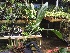  (Sudamerlycaste ciliata - ORDNA00322)  @11 [ ] Copyright (2019) Unspecified Atlanta Botanical Garden
