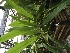  (Coelogyne speciosa - ORDNA00330)  @11 [ ] Copyright (2019) Unspecified Atlanta Botanical Garden