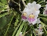  (Miltoniopsis phalaenopsis - ORDNA00201)  @11 [ ] Copyright (2019) Unspecified Atlanta Botanical Garden