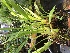  (Pescatoria ecuadorana - ORDNA00297)  @11 [ ] Copyright (2019) Unspecified Atlanta Botanical Garden