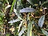  (Bulbophyllum longiflorum - ORDNA00347)  @11 [ ] Copyright (2019) Unspecified Atlanta Botanical Garden