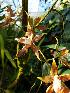  (Oncidium lehmannii - ORDNA00200)  @11 [ ] Copyright (2019) Unspecified Atlanta Botanical Garden