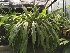  (Chelonistele sulphurea - ORDNA00328)  @11 [ ] Copyright (2019) Unspecified Atlanta Botanical Garden