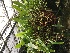  (Bulbophyllum maxillare - ORDNA00344)  @11 [ ] Copyright (2019) Unspecified Atlanta Botanical Garden