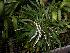  (Listrostachys pertusa - ORDNA00255)  @11 [ ] Copyright (2019) Unspecified Atlanta Botanical Garden