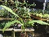  (Lycaste bradeorum - ORDNA00319)  @11 [ ] Copyright (2019) Unspecified Atlanta Botanical Garden