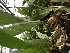  (Coelogyne pandurata - ORDNA00343)  @11 [ ] Copyright (2019) Unspecified Atlanta Botanical Garden