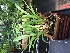  (Pescatoria coronaria - ORDNA00294)  @11 [ ] Copyright (2019) Unspecified Atlanta Botanical Garden